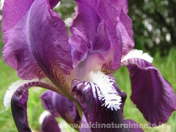 Iris lutescens / Giaggiolo tirrenico