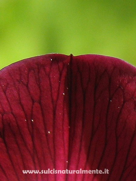 Lathyrus clymenum
