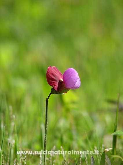 Lathyrus clymenum