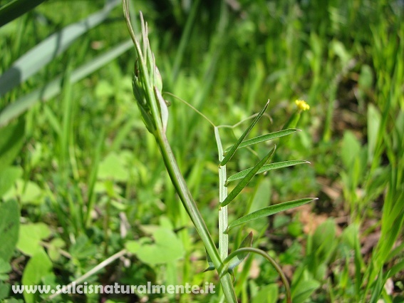 Lathyrus clymenum