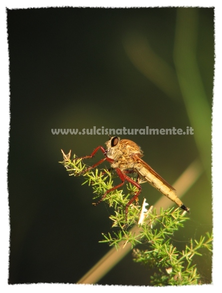 insetto dalle zampe rosse (libellula?)