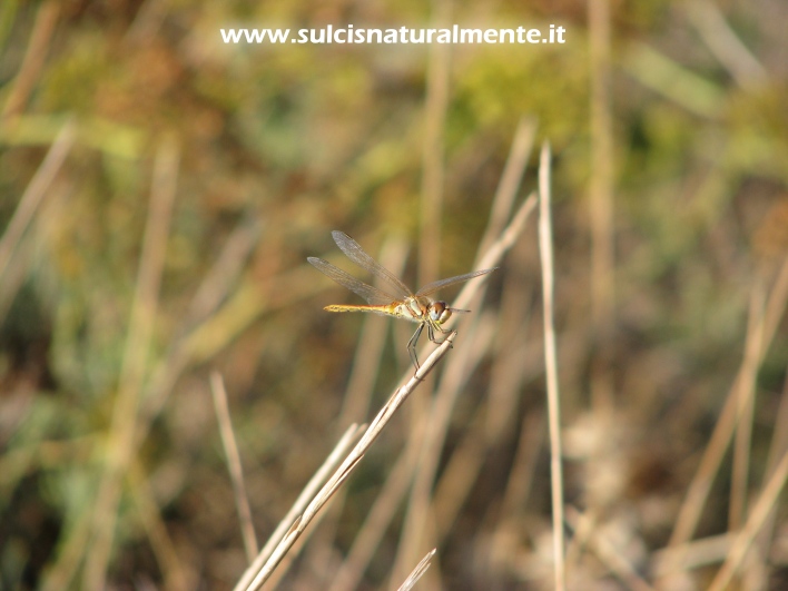 libellula senza nome...prima