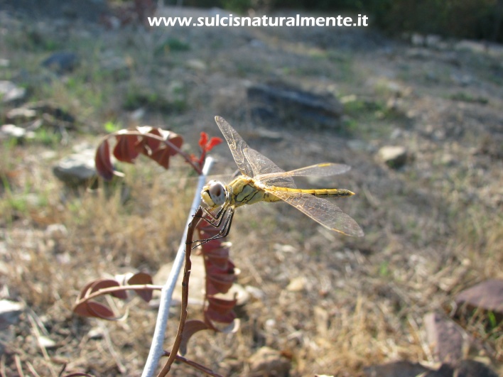 libellula senza nome...seconda