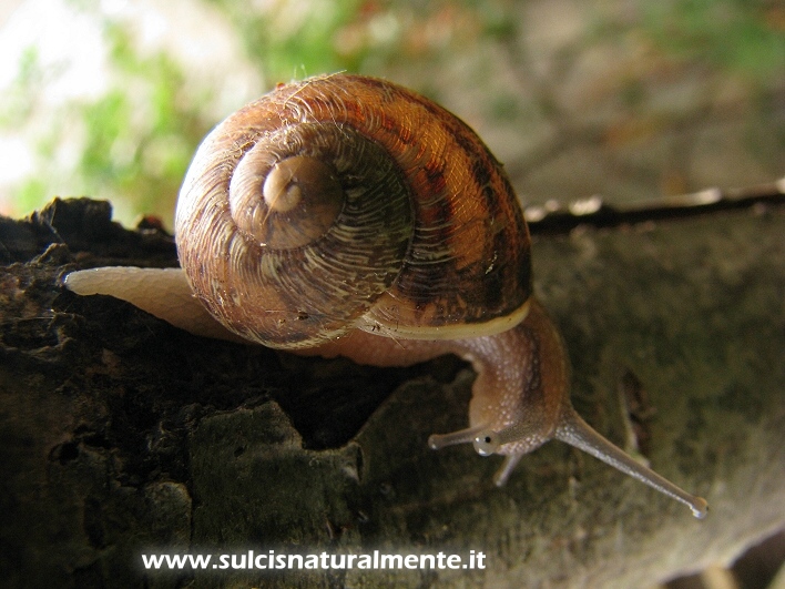 lumaca senza nome
