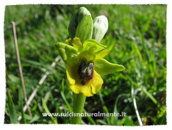 Ophrys lutea...?