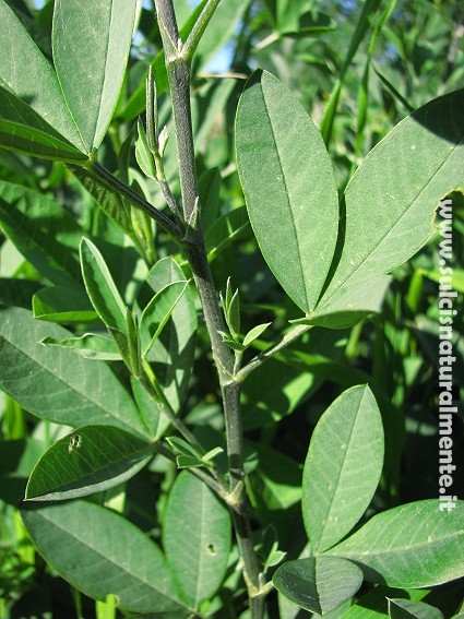 pianta arbustiva - Anagyris foetida