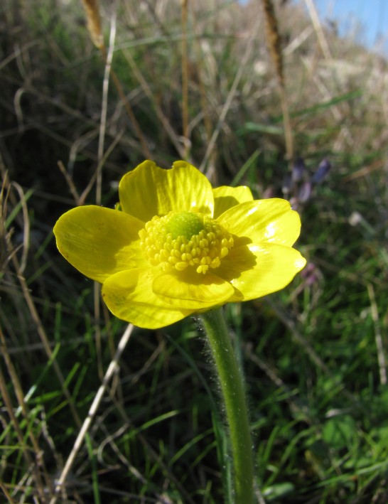Ranunculus bullatus
