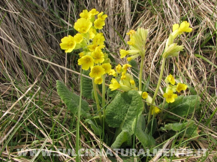 Primula veris