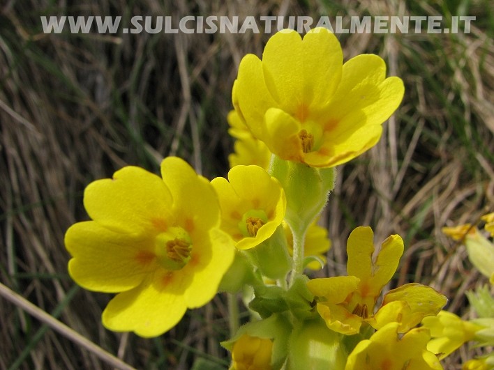 Primula veris
