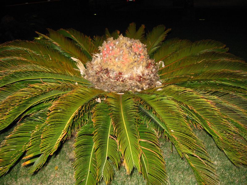Cycas Revoluta