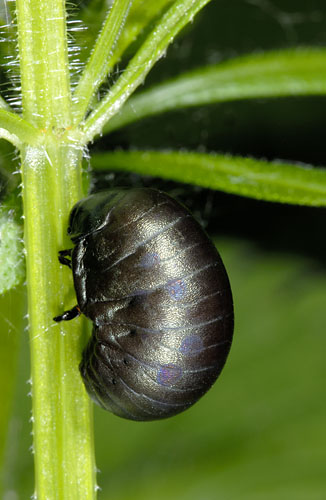 larva di Chrysomelidae: Timarcha