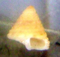 Calliostoma cfr. dubium juv.