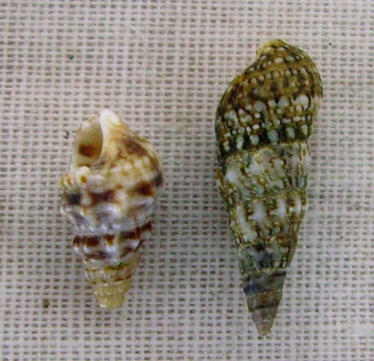 Cerithium vulgatum e C. lividulum?