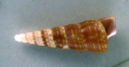 Turritulla monterosatoi
