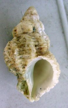 Coralliophila?