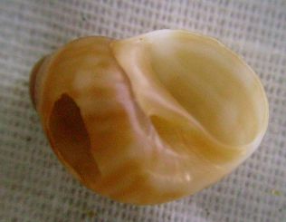 Naticidae