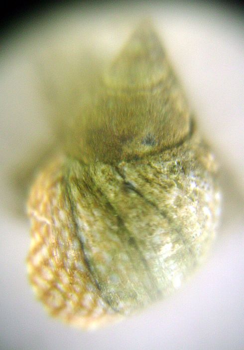 Molluschi tunisini