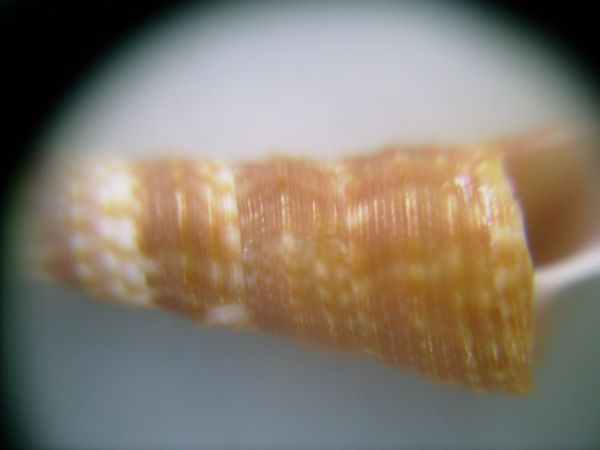 Turritulla monterosatoi