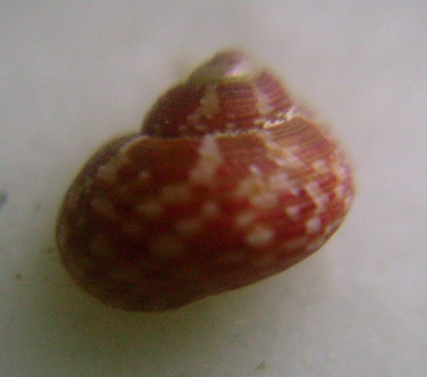 Gibbula...