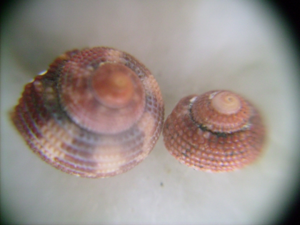 Clanculus crociatus?