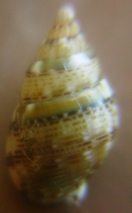 Nassarius cuvierii e corniculus juv.?