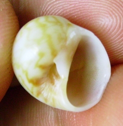 Naticidae 2