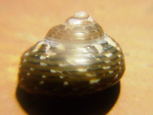 Gibbula umbilicaris?