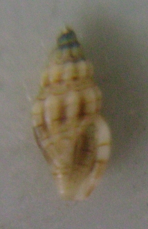 Mangelia taeniata?