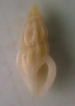 Mangelia..
