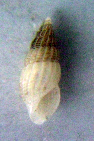 identificazione