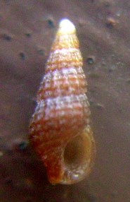 Identificazione 3