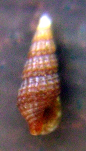 Identificazione 3