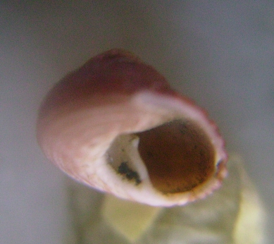 Clanculus crociatus?