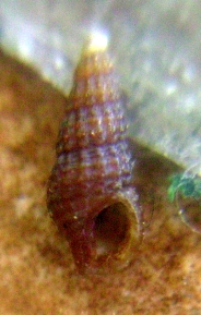 Identificazione 3