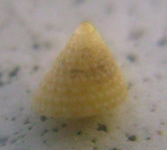 Calliostoma cfr. dubium juv.