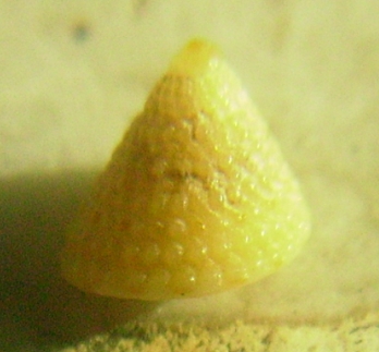 Calliostoma cfr. dubium juv.