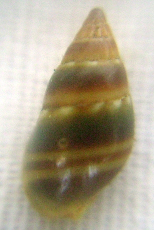 Nassarius cuvierii e corniculus juv.?