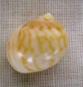 Naticidae 2