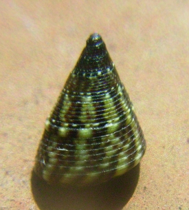 Jujubinus