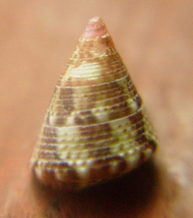 Jujubinus