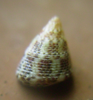 Jujubinus