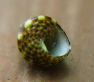 Jujubinus