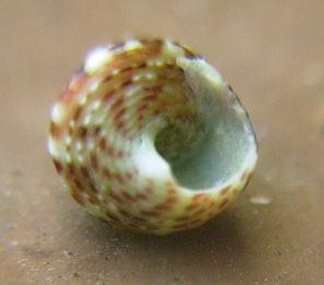 Jujubinus