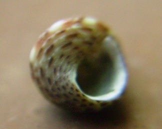 Jujubinus