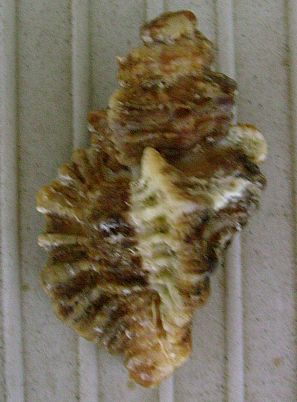 Ocinebrina erinacea?