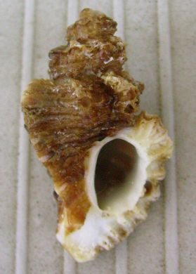 Ocinebrina erinacea?