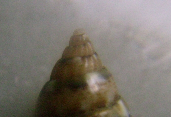 Nassarius cuvierii e corniculus juv.?