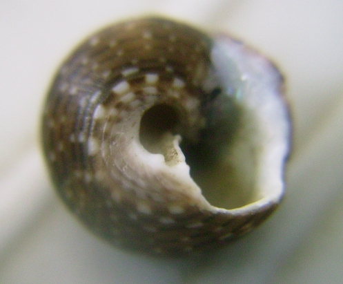 Gibbula umbilicaris?