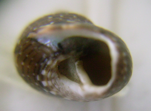 Gibbula umbilicaris?