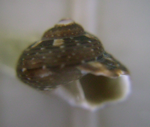 Gibbula umbilicaris?